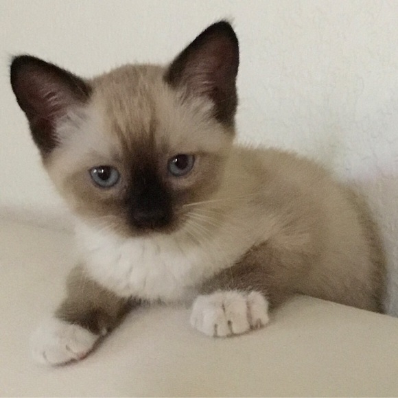 Meet your Posher, Lisa - Picture 1 of 3